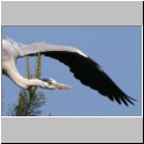 Ardea cinerea Graureiher 08.jpg